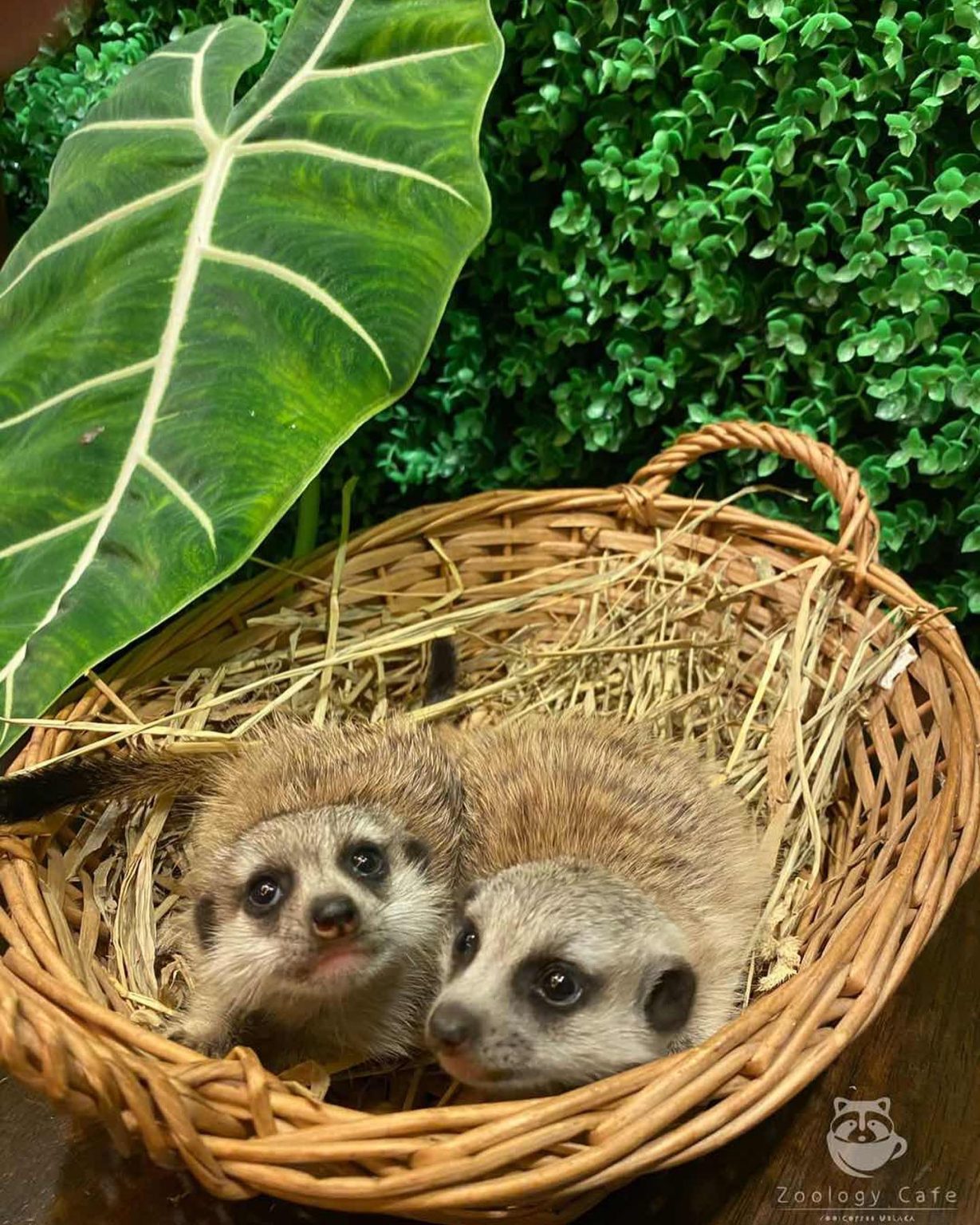 This Animal Themed Cafe Lets You Pet Wildlife Like Iguana, Snake & More