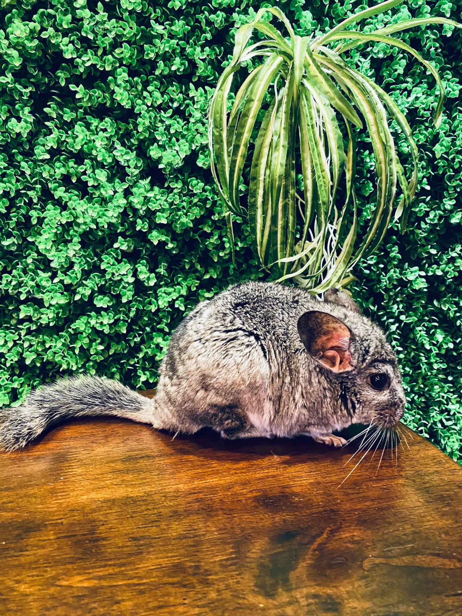 This Animal Themed Cafe Lets You Pet Wildlife Like Iguana, Snake & More